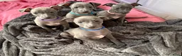 Italian Greyhound dogs for sale: Italian Greyhound pups - Ready to leave Mid March - Advert 2