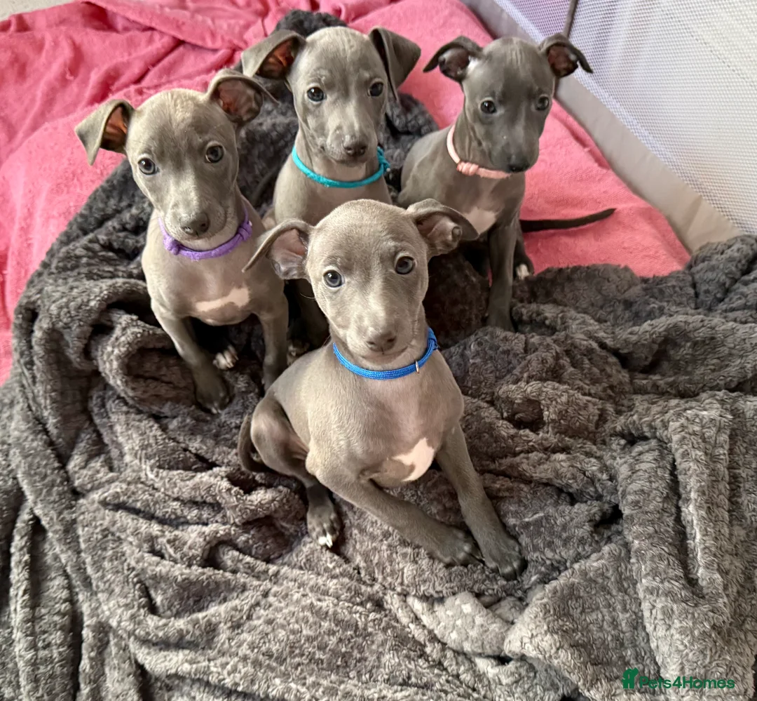 Italian Greyhound dogs for sale: Italian Greyhound pups - Ready to leave Mid March - Advert 2