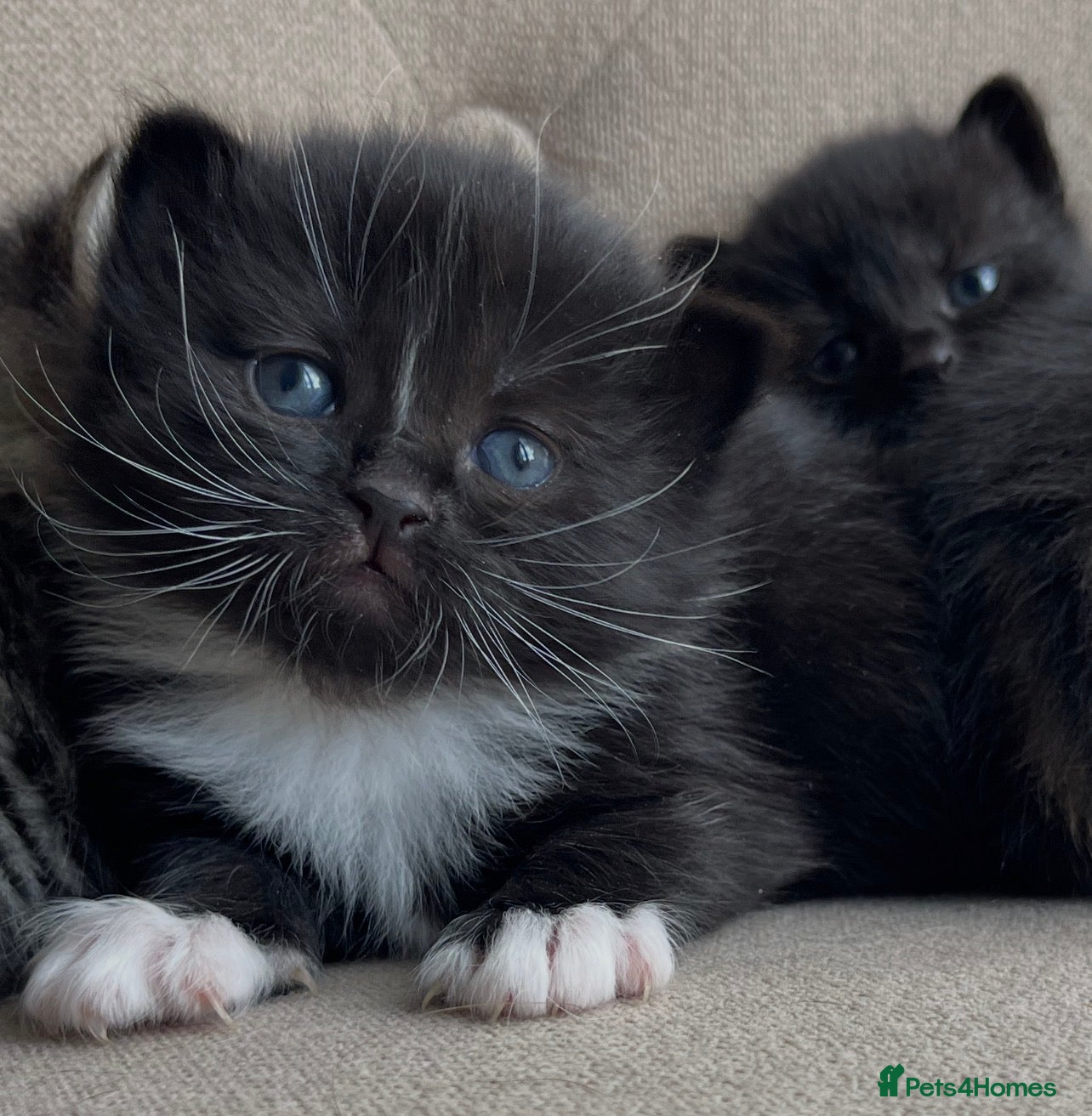 Persian cats Adorable Kittens for Sale - Advert 16