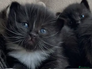 Persian cats Adorable Kittens for Sale - Advert 6
