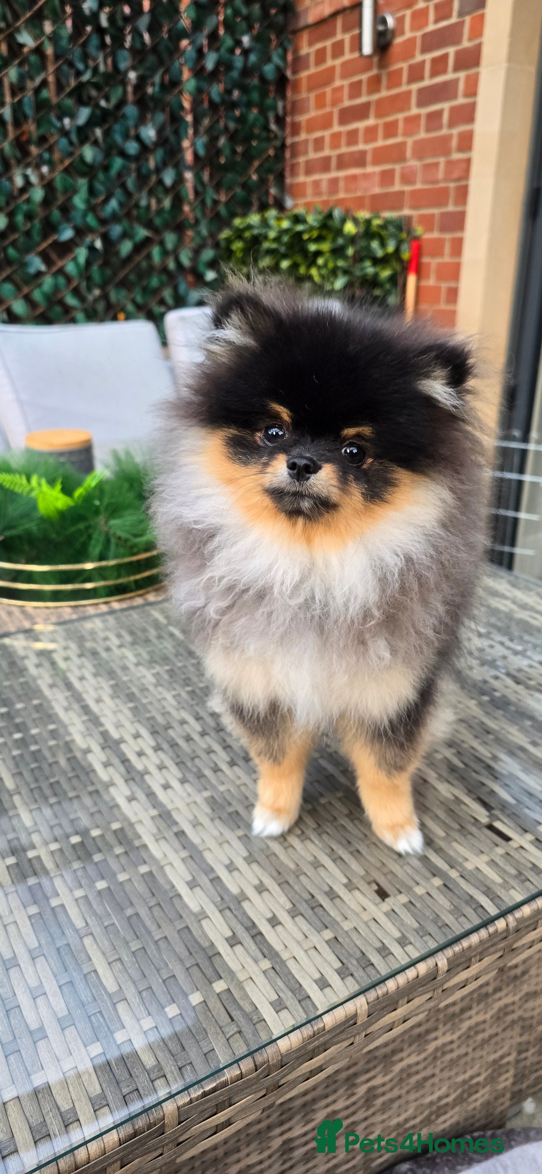 Pomeranian dogs for sale: Xclusive KC register pomeranian puppies - Advert 2