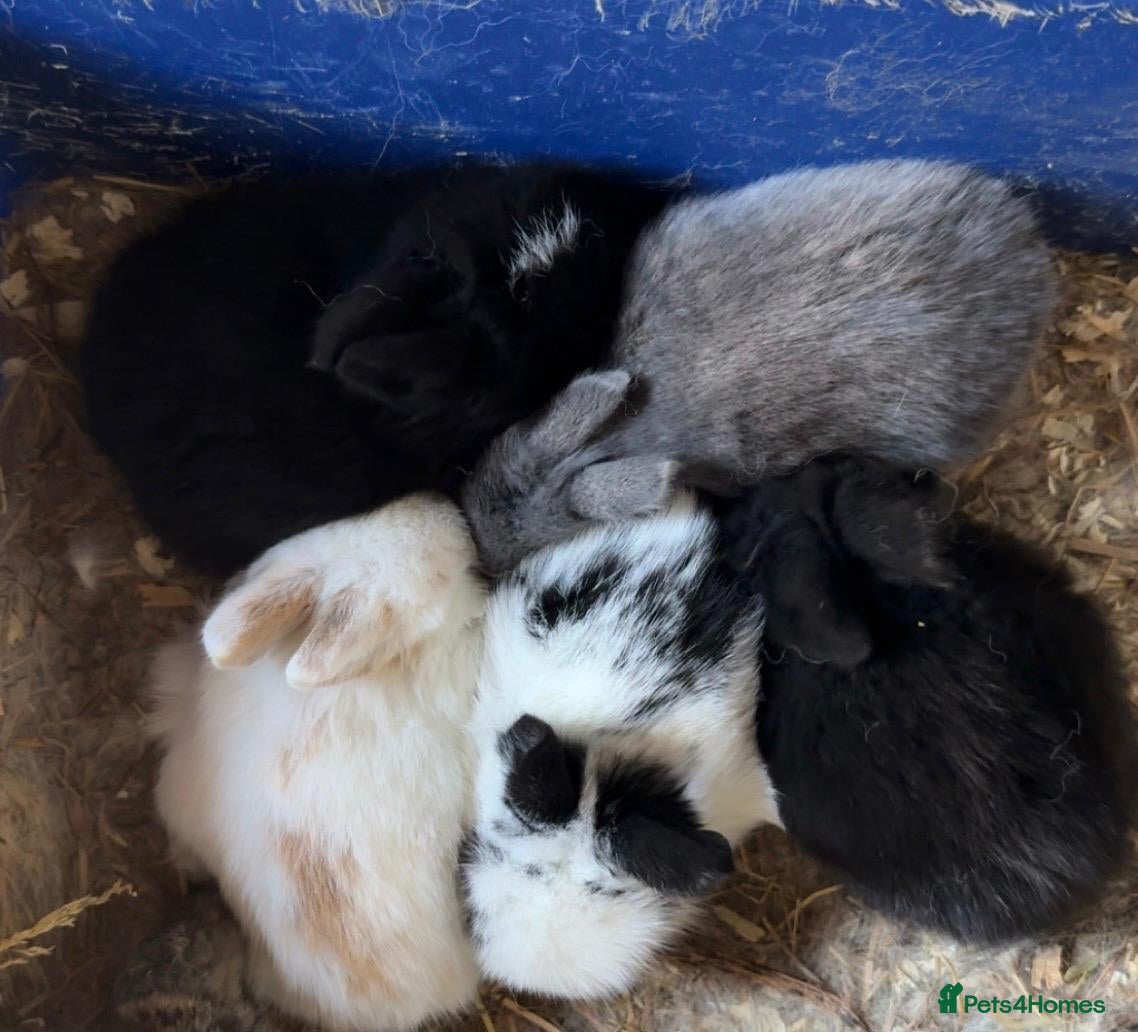 Lionhead rabbits Adorable 7-Week-Old Baby Bunnies for Sale 🐰 - Advert 4