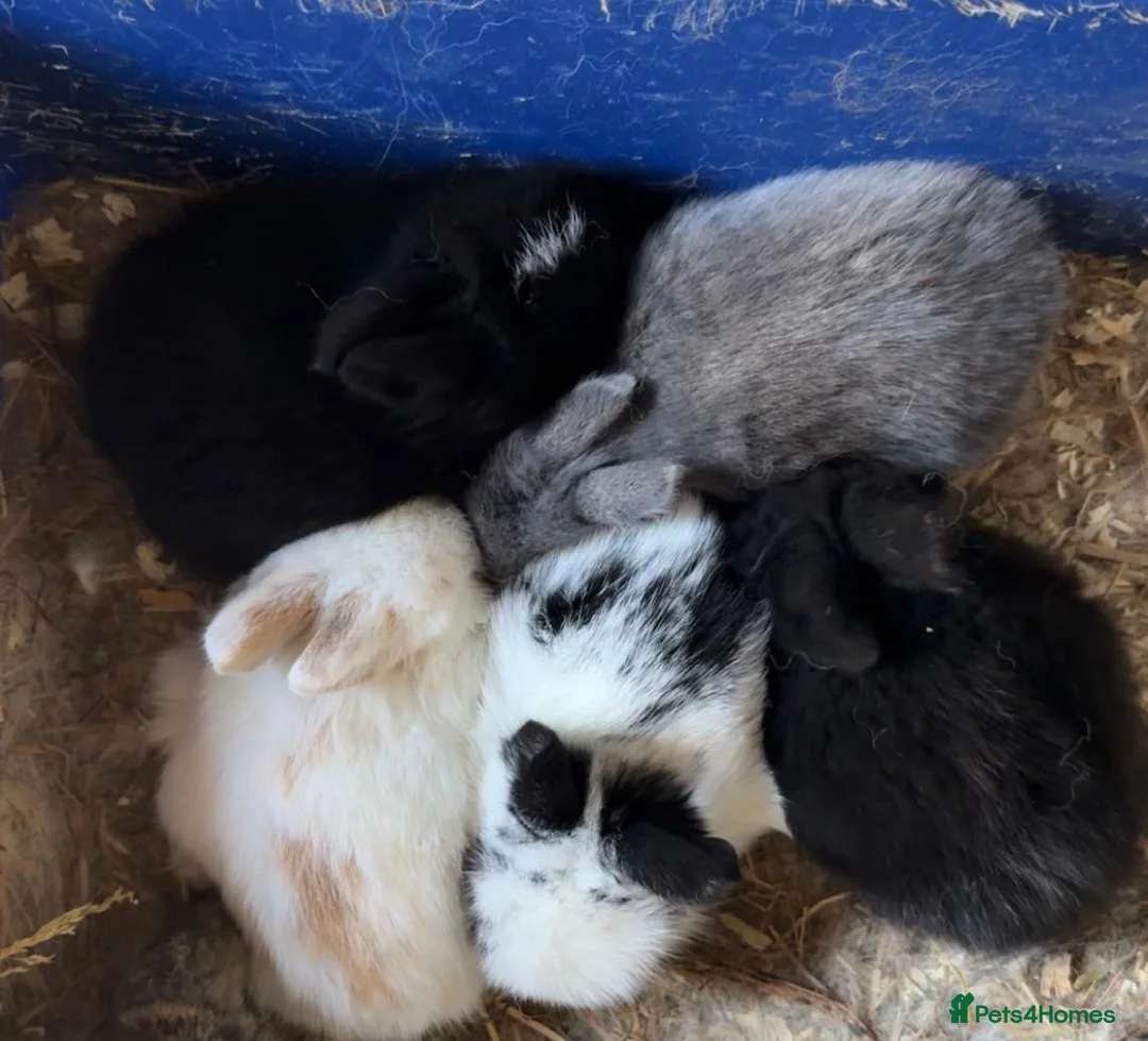 Lionhead rabbits for sale: Adorable 7-Week-Old Baby Bunnies for Sale 🐰 in Swindon - Advert 1