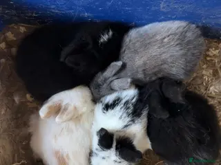 Lionhead rabbits Adorable 7-Week-Old Baby Bunnies for Sale 🐰 - Advert 1