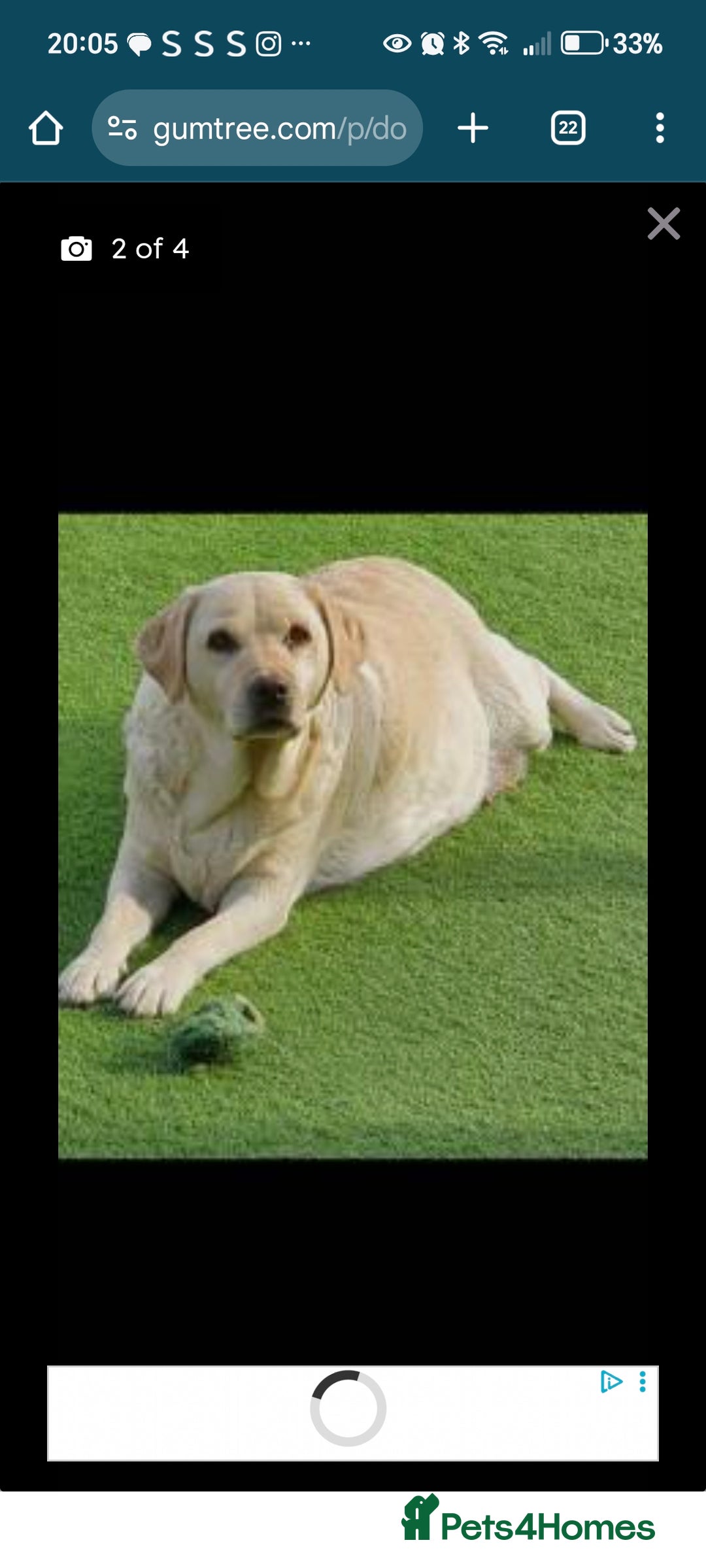 Labrador Retriever dogs for sale: 2 X chocolate Labrador boys - Advert 3