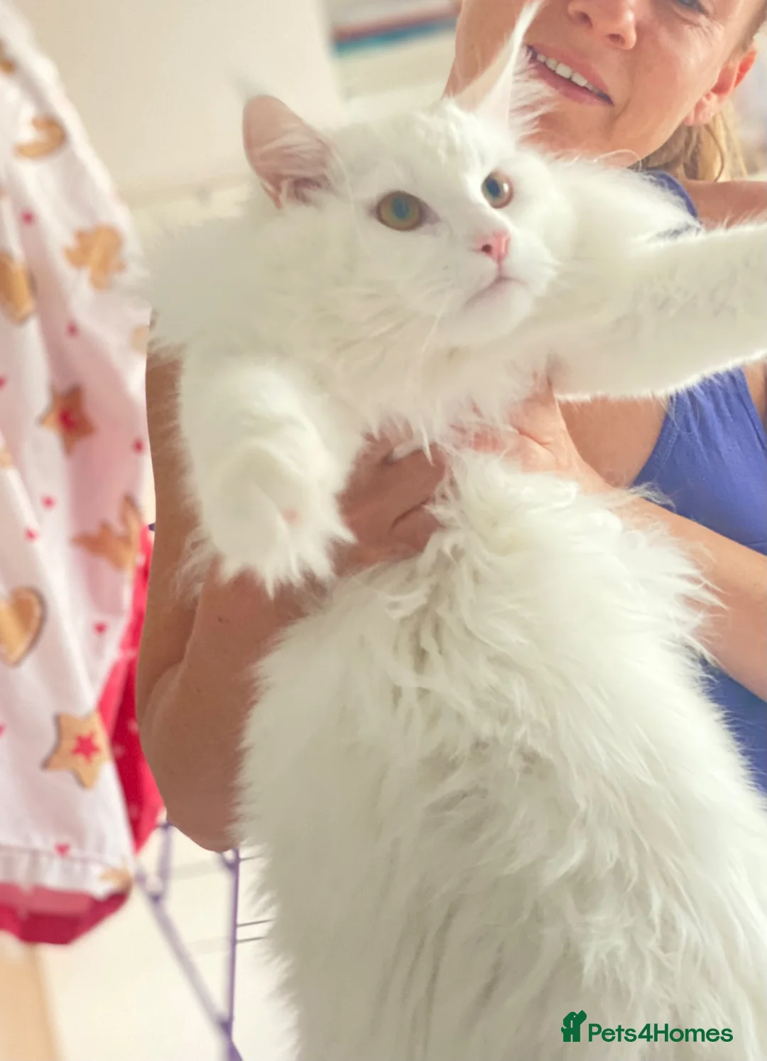 Maine Coon cats for stud:  White Maine Coon Stud – PET LITTERS ONL in Bristol - Advert 2