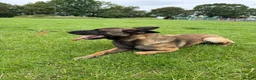 Belgian Shepherd Dog dogs for stud: Belgian Malinois Stud Available – Rico in Dereham - Advert 3