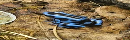 Frog reptiles for sale: Blue/black auratus x9 - Advert 8