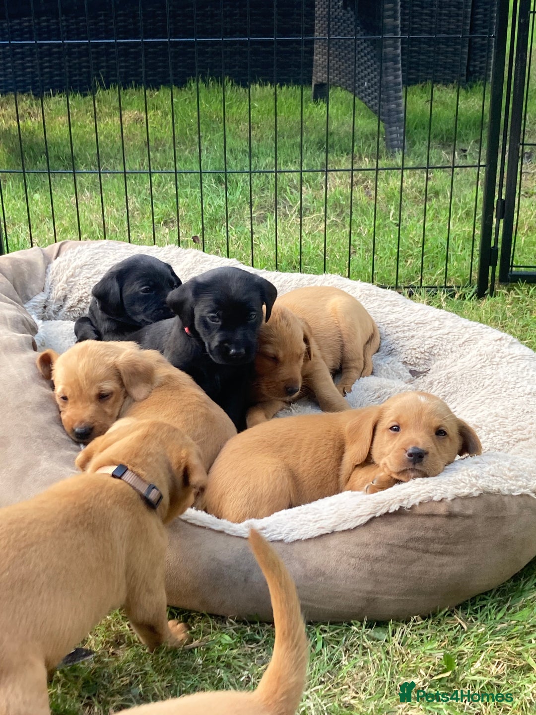 Labrador Retriever dogs for sale: Fab Black Male and Female Fox Red Labrador Puppy - Image 6