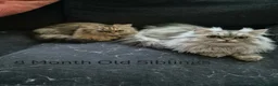 Persian cats for sale: 6 Stunning Persian Kittens - Advert 9
