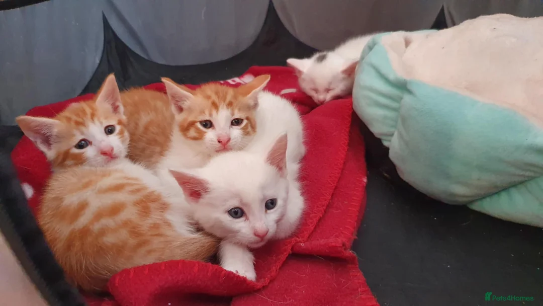 Bengal cats for sale: Bengal cross kittens - Advert 5