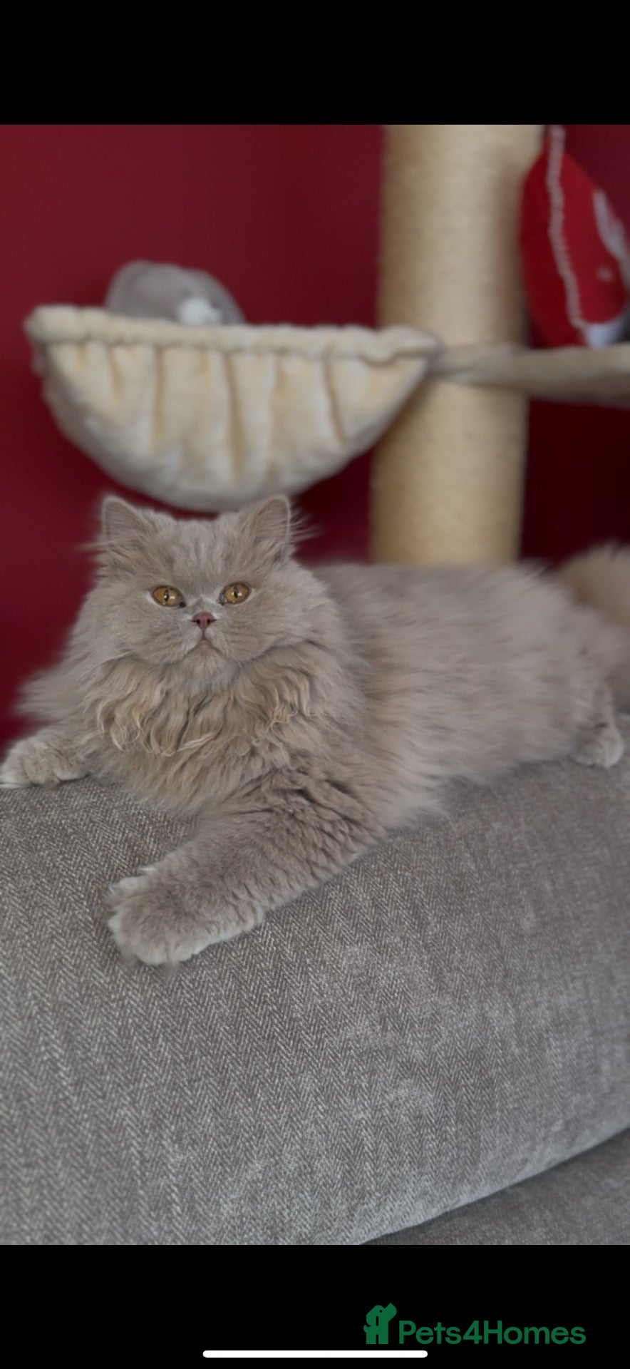 British Longhair cats Fawn Longhair Available for stud! - Advert 1