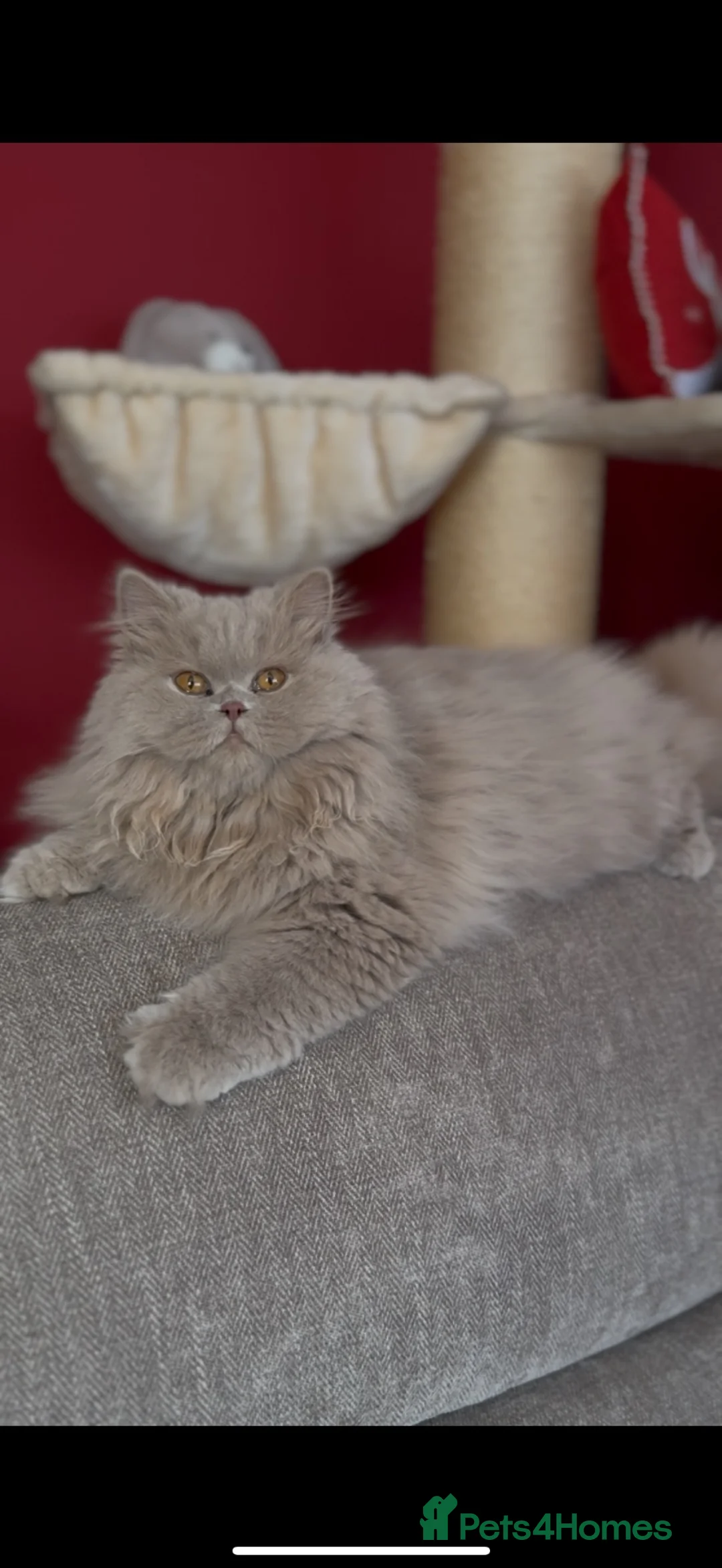 British Longhair cats for stud: Fawn Longhair Available for stud! - Advert 1