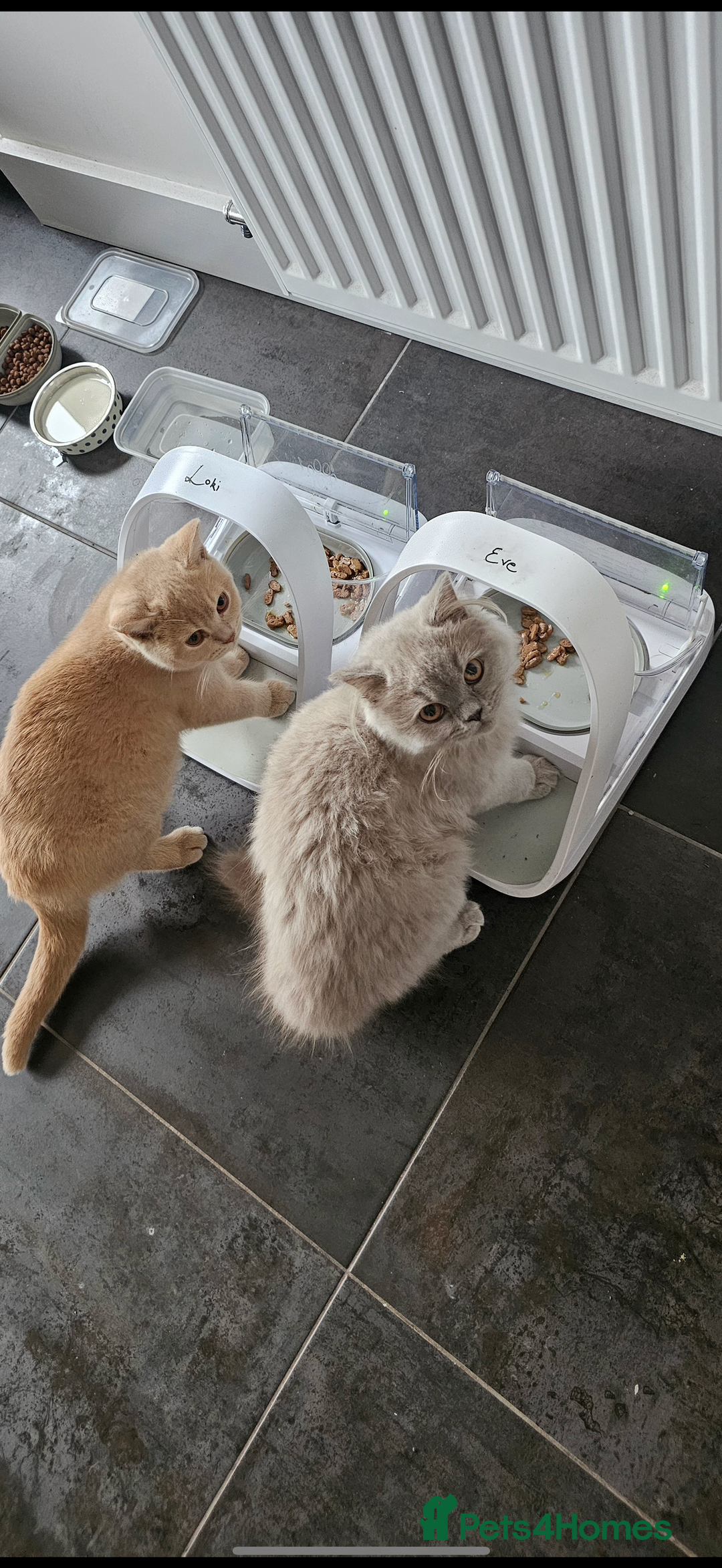 British Shorthair cats for sale: 2 beautiful cats for sale  - Advert 2