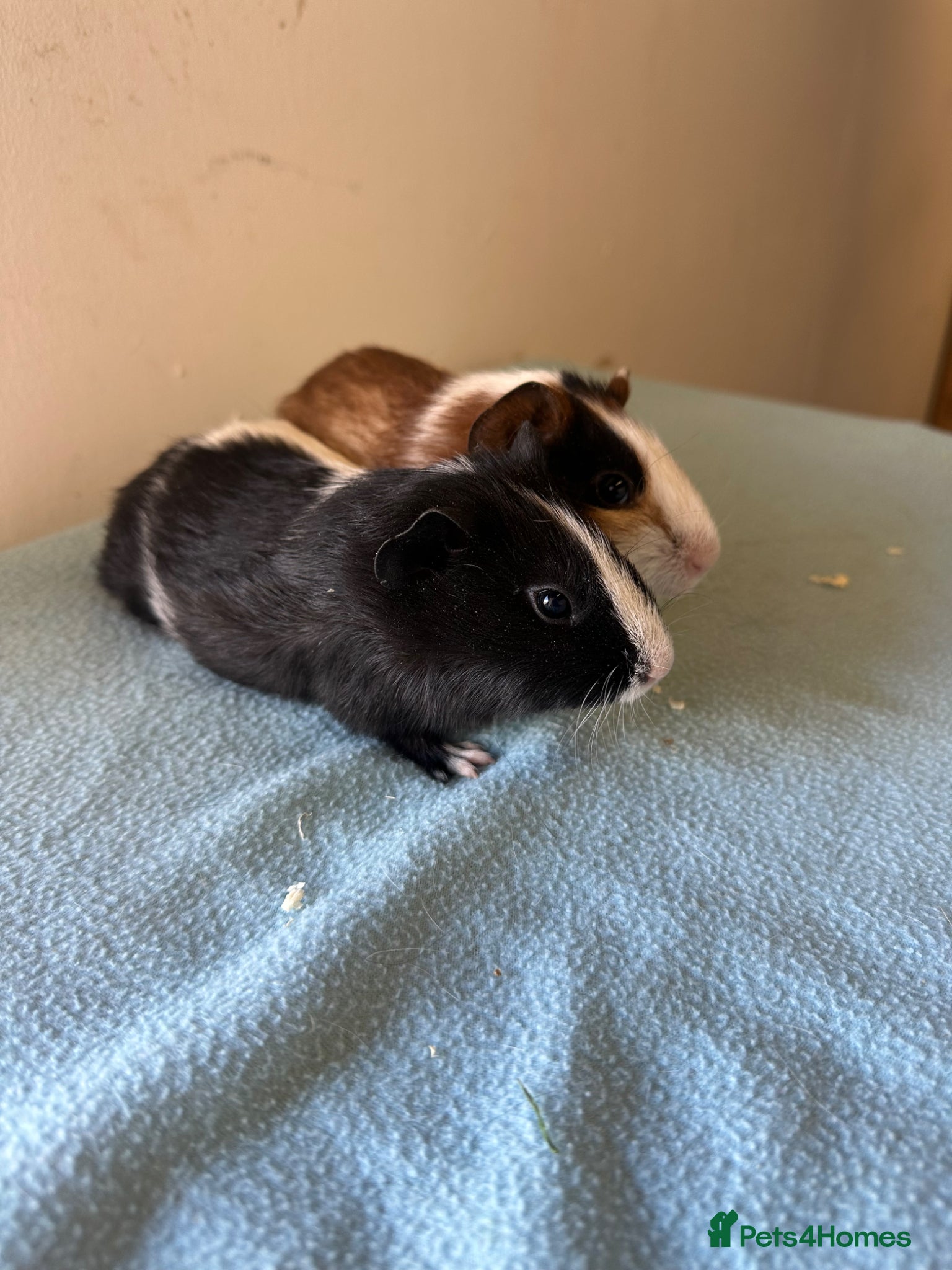 Guinea Pig rodents Pair of baby boys 8 weeks old  - Advert 7