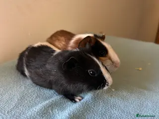 Guinea Pig rodents Pair of baby boys 8 weeks old - Advert 7