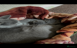 British Shorthair cats for sale: Beautiful Chunky Fluffy British Shorthair Kittens - Image 5