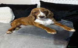 Cocker Spaniel dogs for sale: 6 year old female cocker spaniel  - Image 5