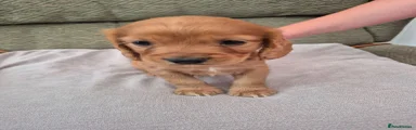 Cocker Spaniel 3