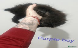 Mixed Breed cats for sale: Beautyfull fluffy kittens ragcoon - tuxedo cross  - Image 6