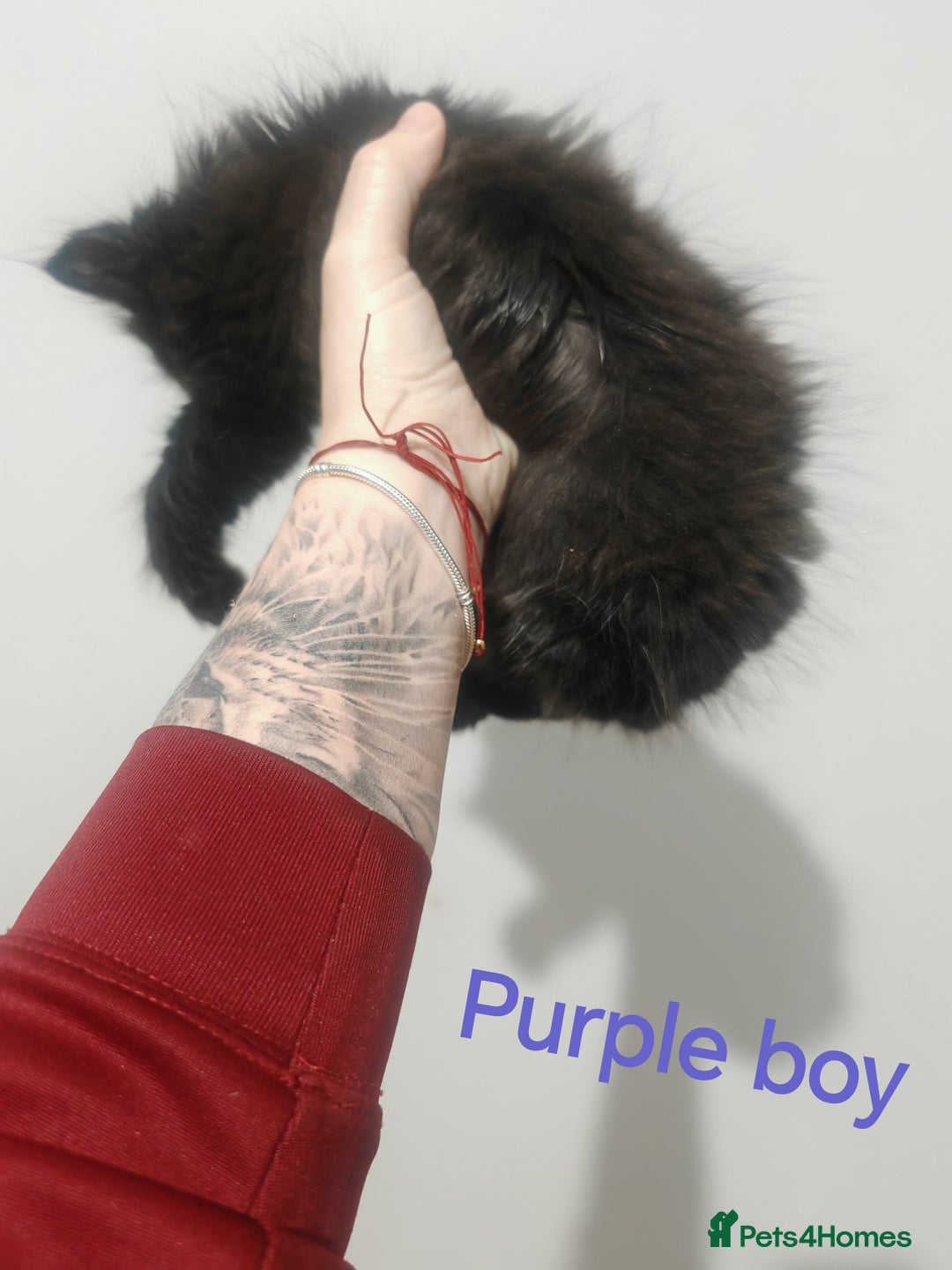 Mixed Breed cats for sale: Beautyfull fluffy kittens ragcoon - tuxedo cross  - Image 6