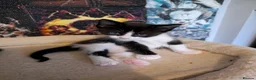 Mixed Breed cats for sale: Bi colour Ragdoll cross female kittens  in Sheffield - Advert 15