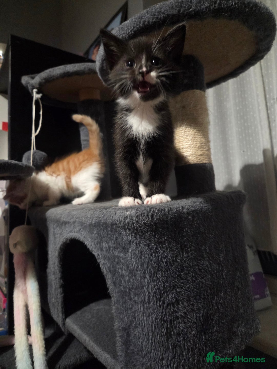 Mixed Breed cats for sale: 3 Gorgeous Male Kittens Looking for Forever Homes - Advert 18