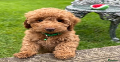 Cockapoo dogs - Advert 5
