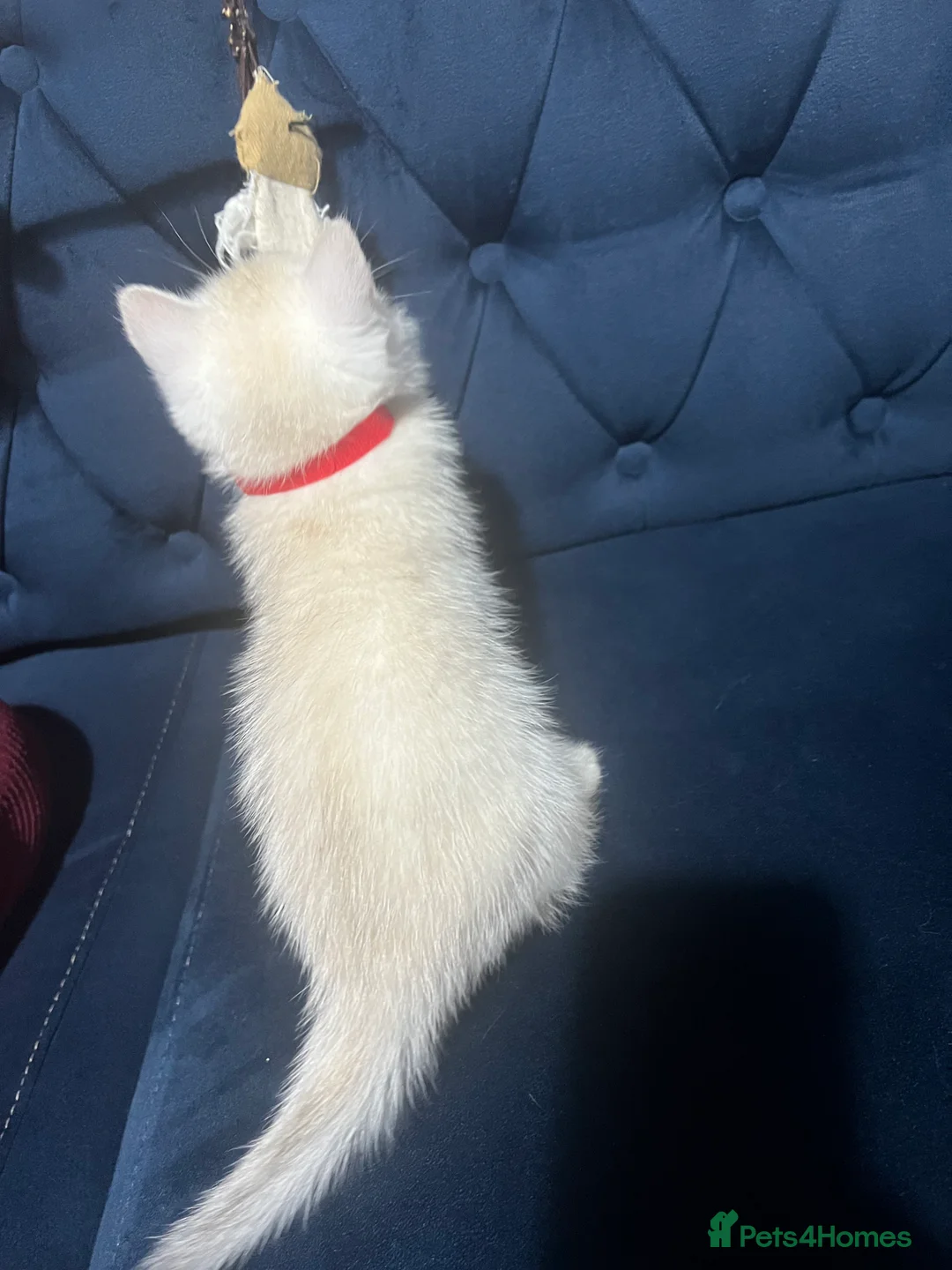 British Shorthair cats for sale: British shorthair type kittens - Advert 11