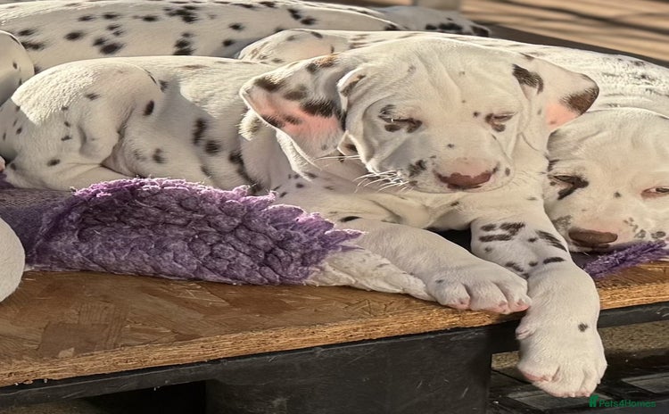 Dalmatian dogs - Advert 1