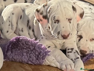 Dalmatian dogs - Advert 2