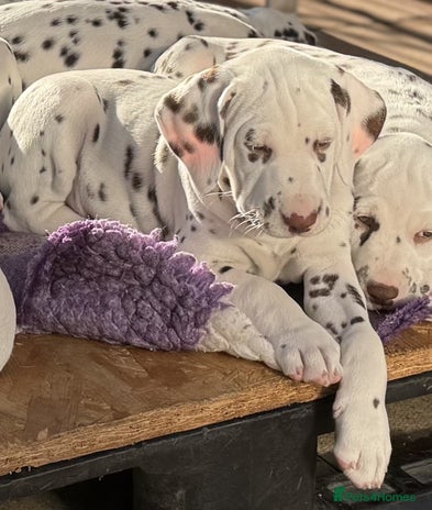 Dalmatian dogs - Advert 1