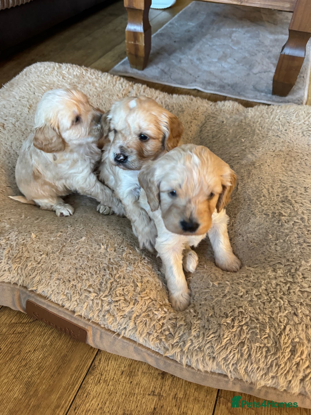 Cockapoo dogs for sale: F1 Cockerpoos - Advert 10