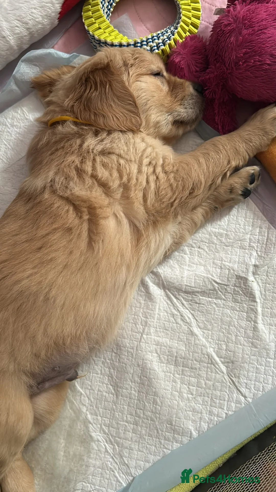 Golden Retriever dogs for sale: 2 Golden Retriever Boys available  - Advert 5