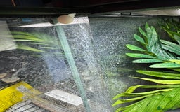 Gecko reptiles for sale: Mourning geckos and eggs and enclose  - Image 4