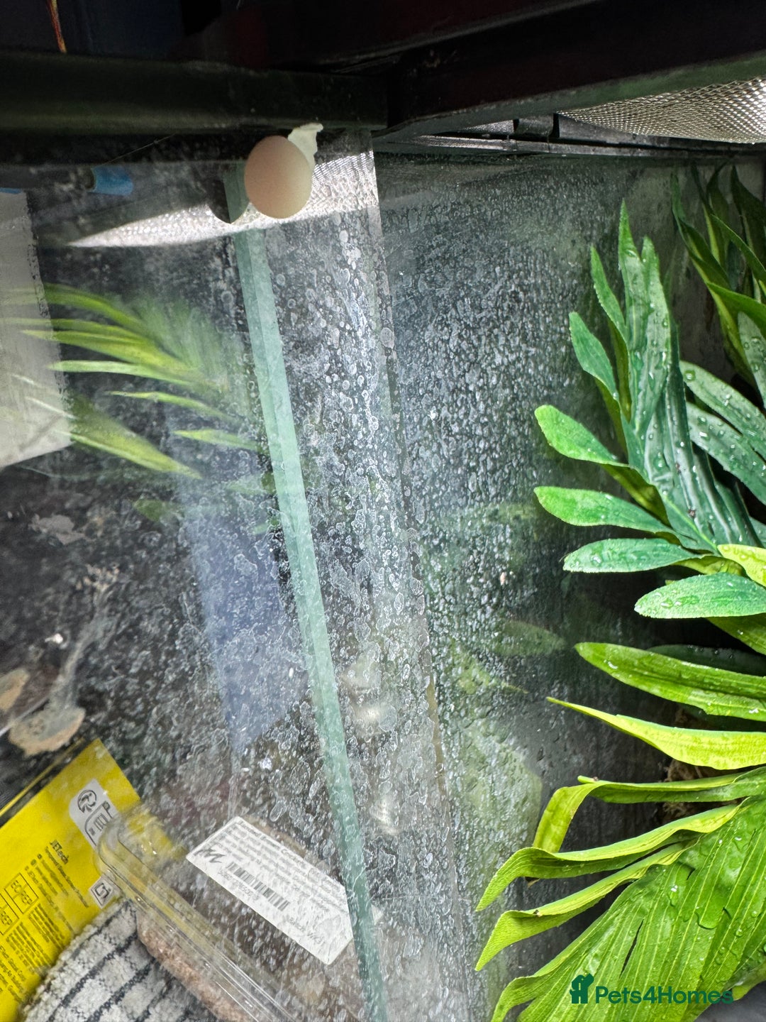 Gecko reptiles for sale: Mourning geckos and eggs and enclose  - Image 4