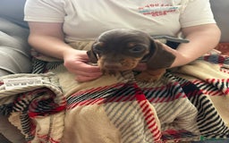 Miniature Dachshund dogs for sale: Miniature dachshund  - Image 13