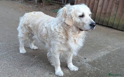 Golden Retriever dogs for sale: Dual purpose golden puppys - Advert 3