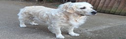 Golden Retriever dogs for sale: Fully health tested golden retriever puppys - Advert 11