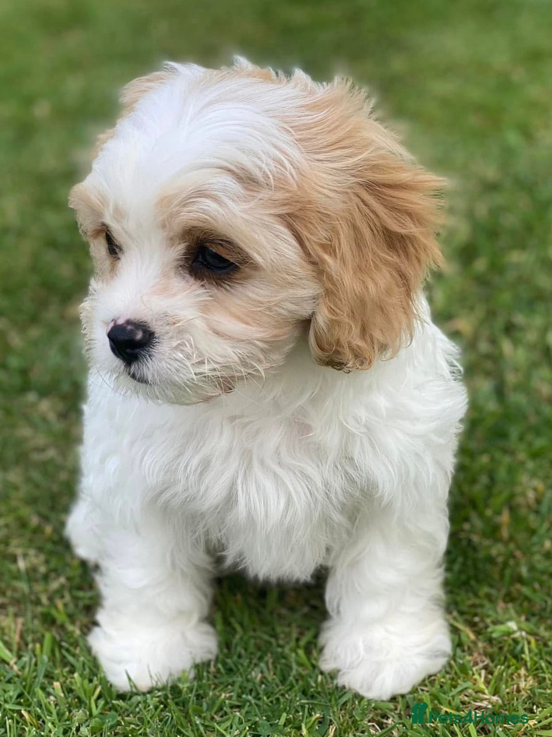 Cavachon dogs for sale: Cavachon puppies  - Image 2