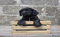 Cocker Spaniel dogs for sale: Working cocker spaniel pups - Image 27