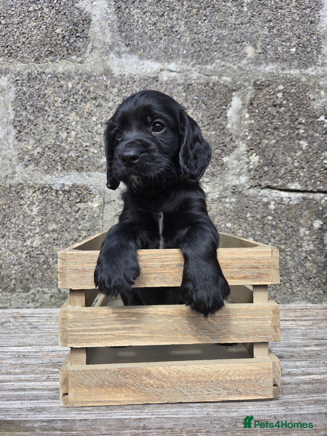 Cocker Spaniel dogs for sale: Working cocker spaniel pups - Image 27