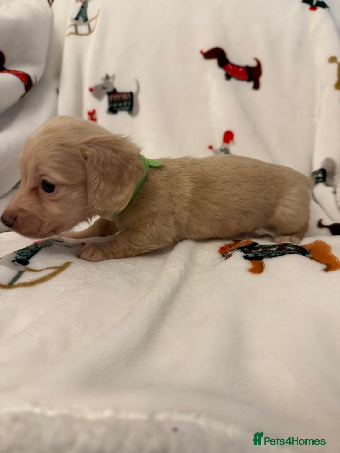 Miniature Dachshund dogs for sale: Beautiful Cream Longcoats Miniature Dachshund  - Advert 19