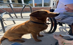 Labrador Retriever dogs for sale: KC REGISTERED FOX RED LABRADOR PUPPYS DUE SOON  - Image 4