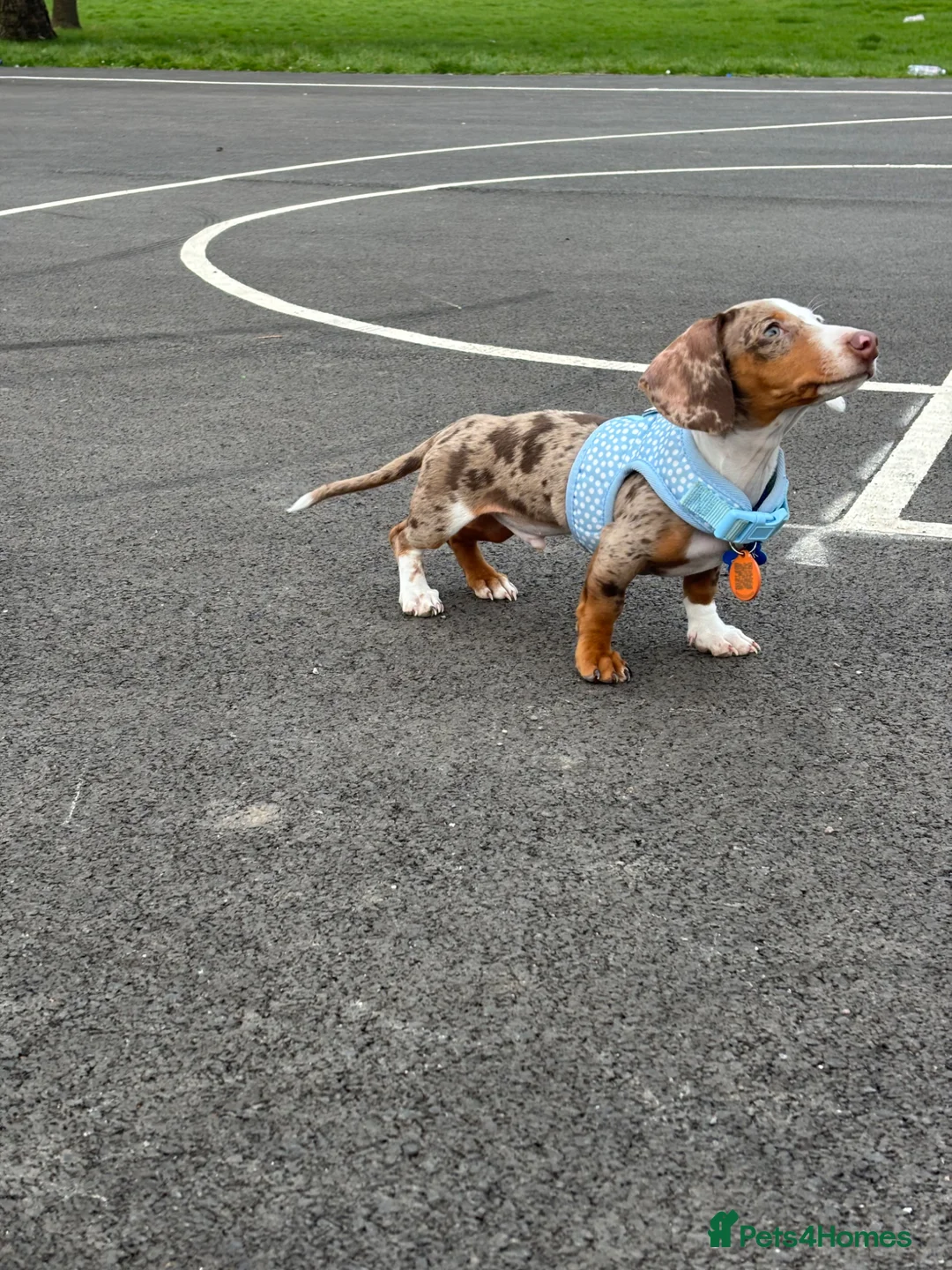 Miniature Dachshund dogs for sale: Frank - miniature dachshund  in Wolverhampton - Advert 2