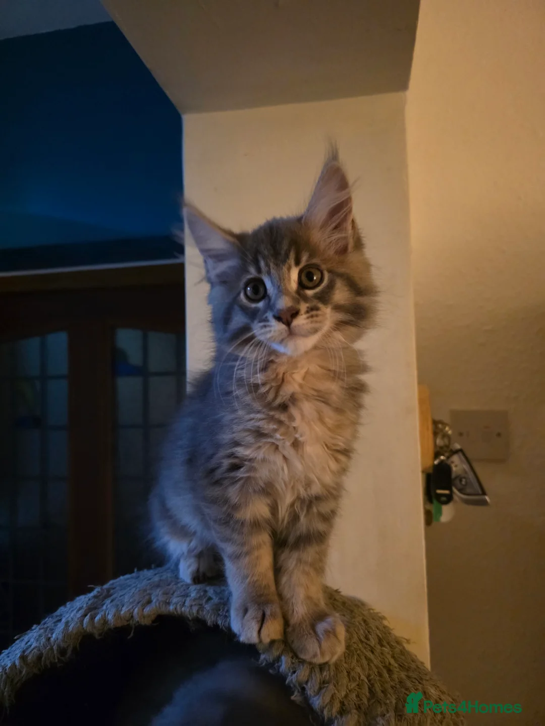 Maine Coon cats for sale: Beautiful Maine Coon Kittens 3 boys/ 2 girl  - Advert 10