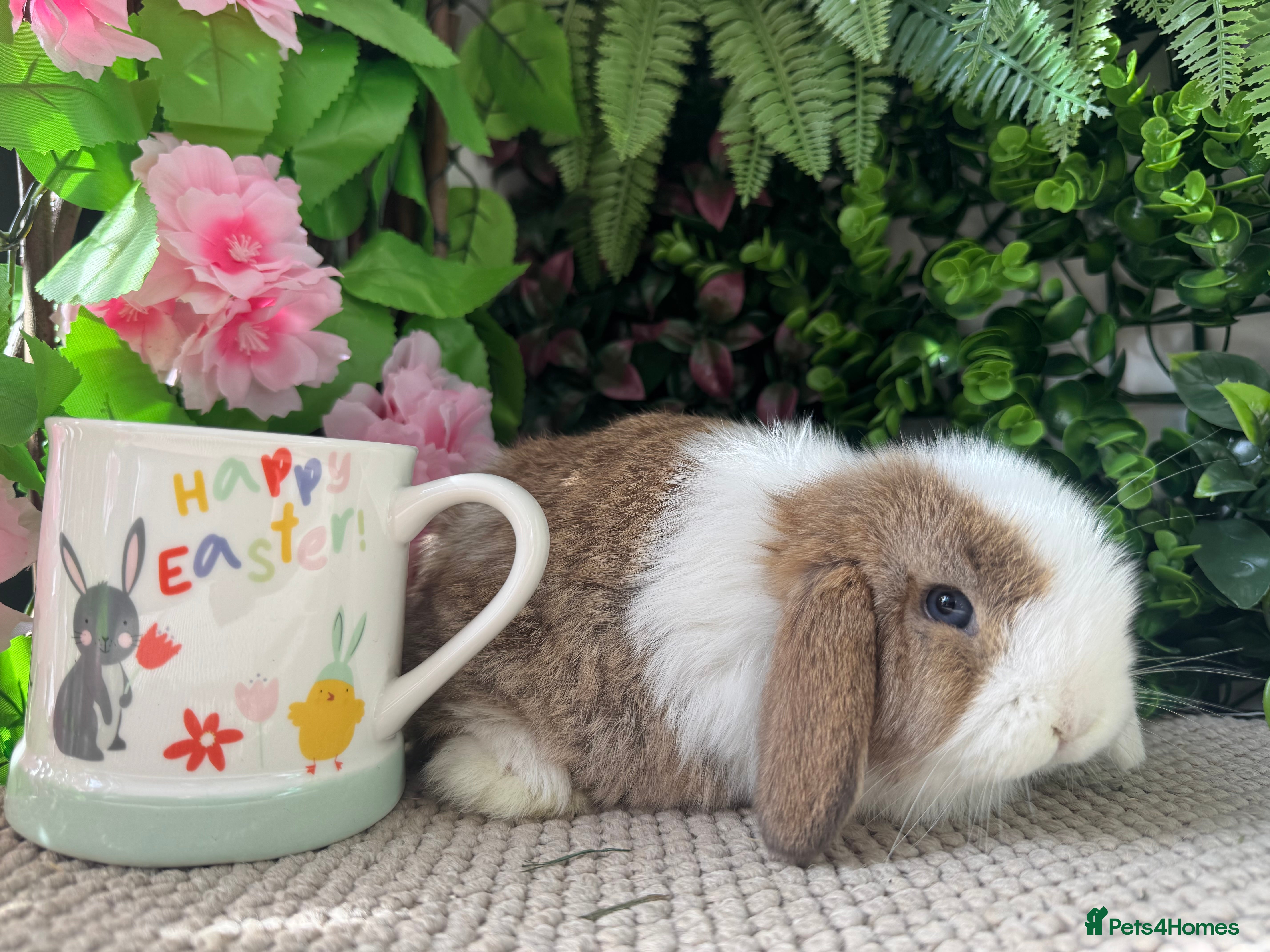 Mini Lop rabbits 3 mini lops ready to go Easter weekend  - Advert 2