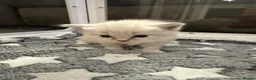 Ragdoll cats for sale: XL Long hair Ragdoll kittens. Used to dogs.  - Advert 9