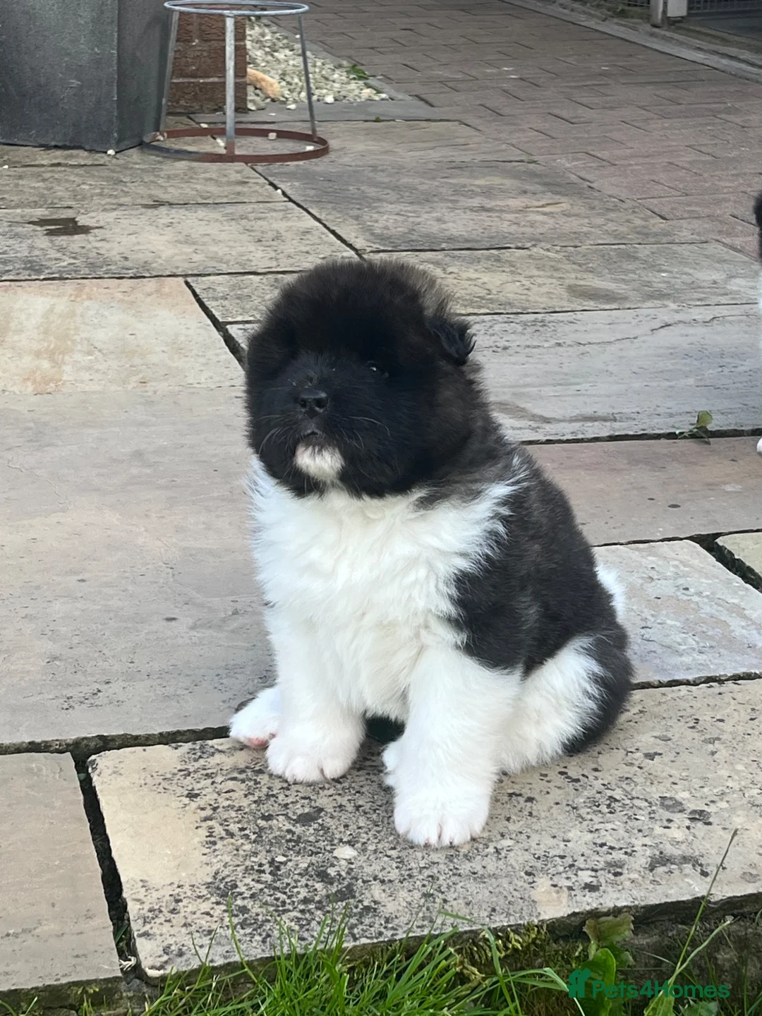 Akita dogs for sale: Long Coat Akita (Female) - Advert 2
