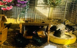 Chickens poultry for sale: Point of Lay Chickens - AVAILABLE NOW - Image 3